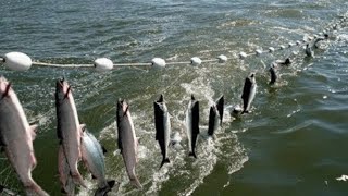 Everyone should watch this Fishermens video  Amazing Automatic Net Fishing Line Catching Big Fish [upl. by Nagaek421]