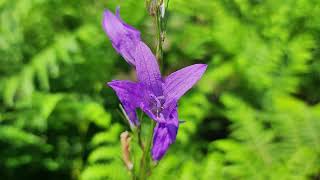 Campanula rapunculus Rampion [upl. by Siderf]