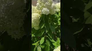 How does CrepeMyrtle and Hydrangea Flowers look like plants amorporlasplantas houseplants [upl. by Ylehsa831]