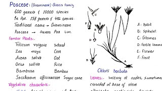 Family poaceae  Gramineae or Grass family  economic importance  class 11 [upl. by Heck]