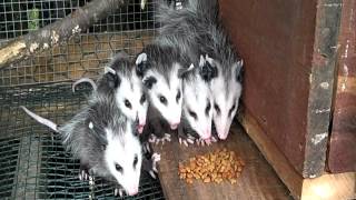 Baby Opossums Eating Breakfast at Earthshine Wildlife Rescue [upl. by Enixam]