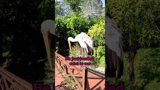 KL bird park 🐦 malaysia hiking asia cyclegirl bird kl kualalumpur friends adventure viaje [upl. by Hax]