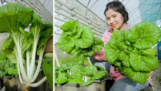 How to Grow Bok Choy in Containers 30 days fast harvest [upl. by Cirded]