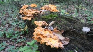 Chicken of the Woods [upl. by Norling]