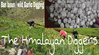 Allium WallichiiWild GarlicBan Lasun Digging in the Himalayas Himalayan lashun [upl. by Etra]