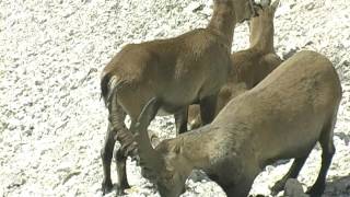 ALPSKI KOZOROG AVGUST Capra ibex Triglavski narodni park [upl. by Codie]