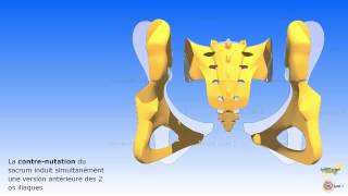 Les mouvements associés du sacrum avec los iliaque et le rachis lombaire [upl. by Calabrese]