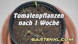 Tomaten Aussaat mit Tomatensamen [upl. by Bhayani412]