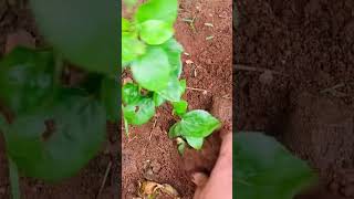 తెల్లమందారంమొక్కకొమ్మతో పెంచడం ఎలా hibiscus hibiscuspropagation trending gardening viralvideo [upl. by Bartle]