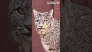 Amazing Bobcat Facts [upl. by Rexer978]