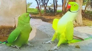 Super Parrot Sound So Parrot Beautiful [upl. by Alimat]