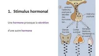 ENDOCRINOLOGIE Contrôle du système endocrinien [upl. by Milicent994]