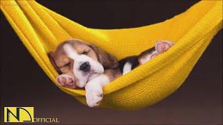 20 HOURS of Deep Sleep Dog Calming Music🎵🐶Dog Separation Anxiety Relief Music💖Dog Music🎵🐶 NadanMusic [upl. by Norek301]