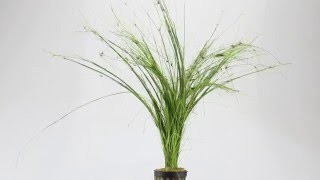 Eleocharis vivipara umbrella hairgrass  Aqua Essentials [upl. by Severen]