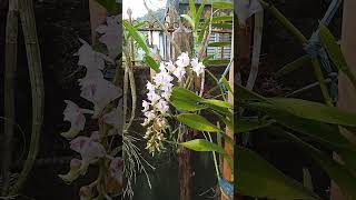 ORCHIDS Aerides lawrenceae [upl. by Eneloj]