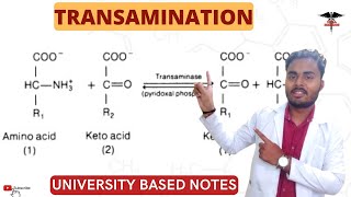 Transamination  Significant of Transamination  ALT  AST [upl. by Aicala]