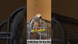 The credit goes to gizmo the grey bird 🦜 🔥 viral trending [upl. by Wendy]