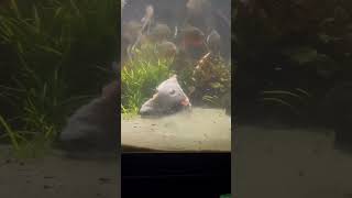 30 Piranha VS EXPENSIVE FISH [upl. by Ailaro]