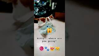 kitty steals cat toy youtube short [upl. by Nilo323]