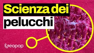 Eliminiamo i pelucchi dei vestiti con la chimica come funzionano gli enzimi dei detersivi [upl. by Bergmans]