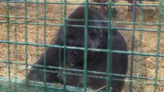 Female Gorilla Breast Feeding Her Infant  Howletts Wild Animal Park UK  2010 Gorilla [upl. by Nylrebma]