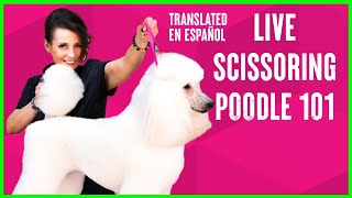 Poodle Grooming Contest  Show grooming 101 Celebration of PCA and Intergroom Translated En Español [upl. by Warenne855]