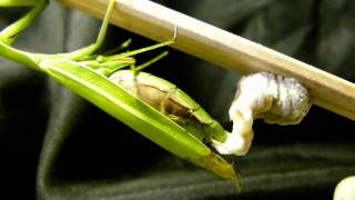 Praying Mantis Laying Ootheca in Timelapse ウスバカマキリ卵鞘作り：15倍速 [upl. by Buckie]