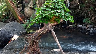 cuma akar tanaman tapi tak disangka bisa diolah jadi bonsai istimewa [upl. by Osswald396]