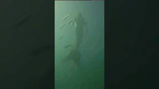 Mermaid caught on camera 2024 watch now before they delete it mermaid mermaids shorts trending [upl. by Jilleen]