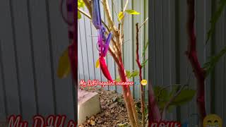 Diy repaint minnow shortvideo fishing diy shortvideo [upl. by Anai837]