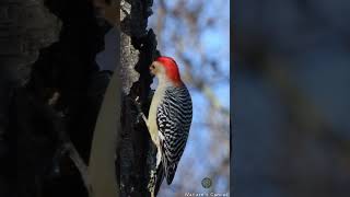 Nature’s Sculptor The Woodpecker’s Craft ytshorts peacefullnature wildlife [upl. by Ayotnom108]