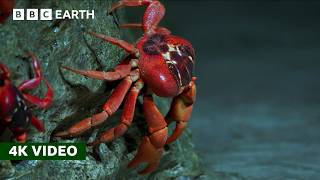 50 Million Red Crabs Take An Epic Trek to the Coast  Perfect Planet  4K UHD  BBC Earth [upl. by Weisberg]