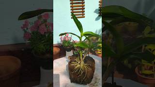 Orchid care  orchid dendrobium gardeningideas [upl. by Nayrda]