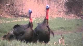 Kansas Turkey Hunt 2011 [upl. by Adolphus]