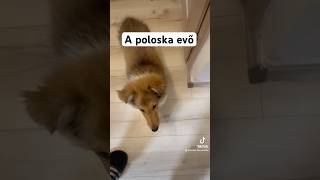 Poloska evő kutya D shetlandsheepdog puppy doglife funny [upl. by Naugal]