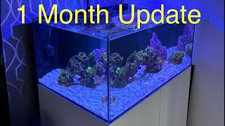 Waterbox Frag 853  1 Month Update [upl. by Robbin669]