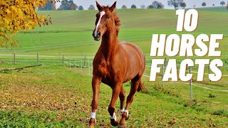 Horse Facts For Kids  Horse Facts  Facts About Horses  Horses For Kids [upl. by Megen97]