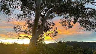 Sunset behind a Eucalyptus Scoparia [upl. by Yendyc]