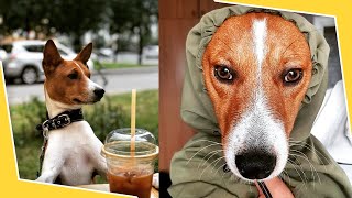 BASENJI 🐕 Watch This Before Getting A Basenji Puppy 🐕 Pros amp Cons of the Basenjis Dog Breed Puppies [upl. by Ordnaxela16]