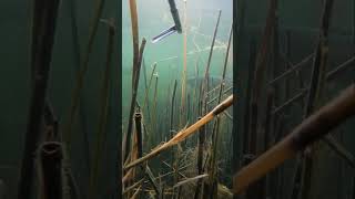 Spearfishing big grass fish [upl. by Publea]