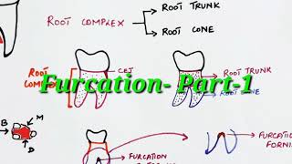 Furcation part 1 [upl. by Arihs]