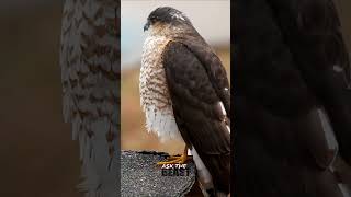 Sharp Shinned Hawk [upl. by Hplodur885]