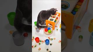 Cat Barsik 🐢 🐰 Ball Mallet Xylophone Sound🌈 ASMR Wooden Balls sound 🌈 xylophone sweetmarblescandy [upl. by Yra839]