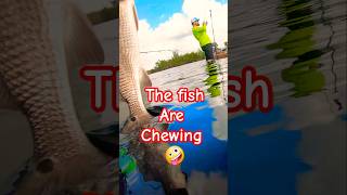 Releasing stunning🤩 Redfish Kayak fishing backcounty lagoons FL [upl. by Edrahs]