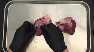 Pig Heart Dissection [upl. by Calysta]