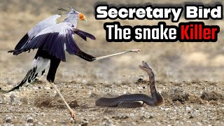 quotSecretary Bird The SnakeKilling Predatorquot [upl. by Aiksas967]