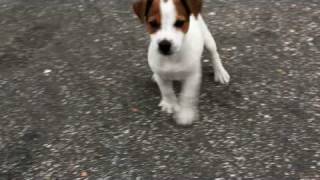 60 Day Jack Russell Terrier puppy [upl. by Ailelc]