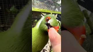 Tame white cheeked turaco bird [upl. by Enialed]