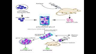 Polyclonal antibodies and monoclonal antibodies  define production advantages disadvantages 😊 [upl. by Blasius]