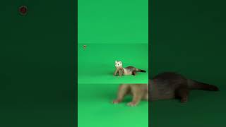 Real Ferret Sounds  High Quality  Cute Ferret Sound Experience  4K shorts [upl. by Aivax]